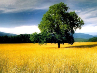 Lone tree tall grass mountains 2 - the background in the distance free wallpaper