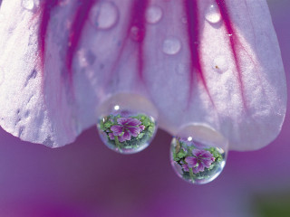 Closeup flower waterdroplets pink white - david lachapelle free wallpaper for desktop