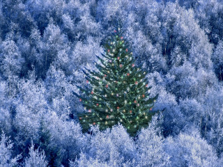 Christmas tree blue forest red - a christmas tree free wallpaper