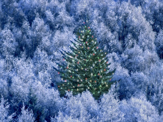 Christmas tree blue forest red 4 - a red bow free wallpaper for desktop