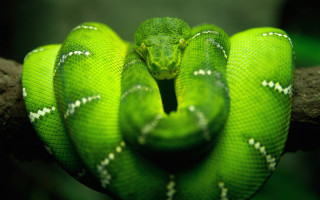 Green snake curled branch head - its head in free wallpaper