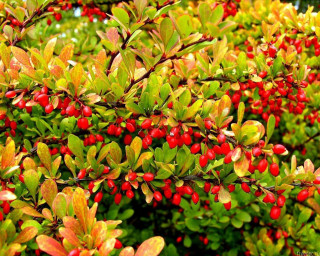 Bush red berries green leaves 3 - a green bush free wallpaper