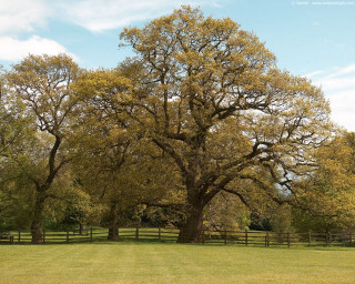 Large tree grassy field fence 2 - a large tree free wallpaper