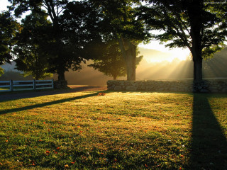 Stone wall trees sunlight cityscape - the tree and the grass free wallpaper