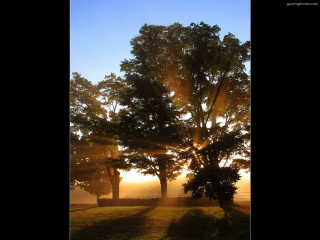 Tree field sunlight grass nature - crepuscular ray free wallpaper