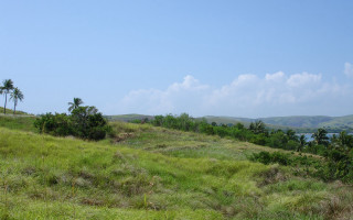 Grassy hill lake distance palm - a grassy hill free wallpaper