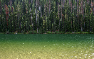 Lake trees forest boat person - the water and a person free wallpaper