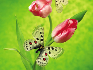 Butterfly flower green background blurry 2 - a green border free wallpaper
