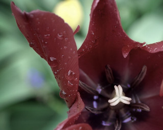 Red flower water droplets macro 35 - petal free wallpaper