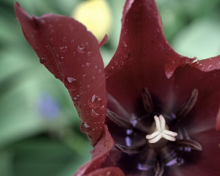 Red flower water droplets green 2 - blue flower free wallpaper