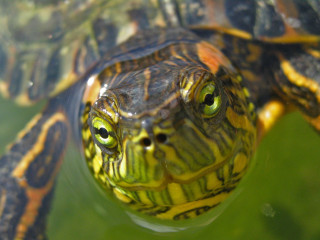 Turtle pond closeup macro bokeh - mouth free wallpaper