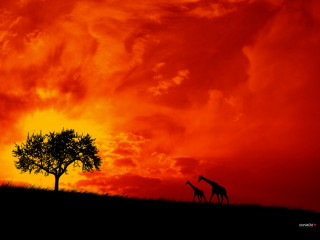 Giraffe tree field sunset red 3 - art brenner free wallpaper