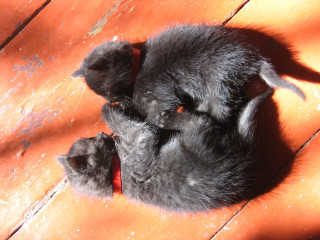 Kitten laying floor head paws - ray free wallpaper