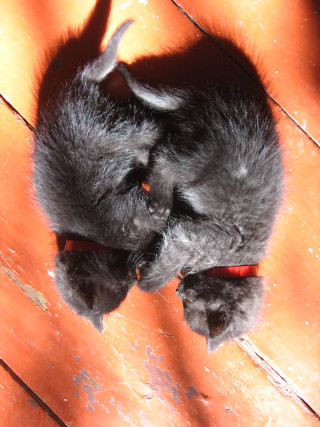 Kitten laying floor head paws 2 - free cats wallpaper for mobile