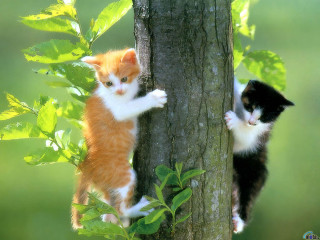 Two cats climbing tree forest - sharp claw free wallpaper