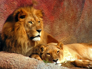 Two lions laying down zoo 2 - two lion free wallpaper