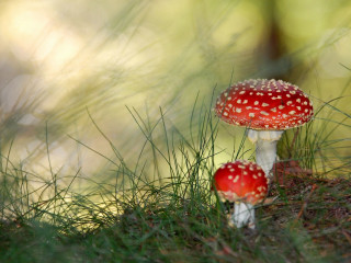 Mushrooms grass woods macro bolswert - two mushroom free wallpaper