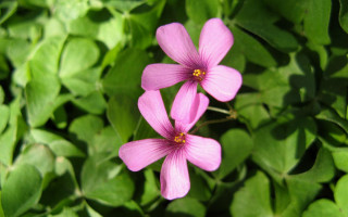 Pink flowers green leaves sunlight 2 - the sunlight free wallpaper
