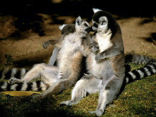 Lemurs playing together in the 2 - the grass together free wallpaper