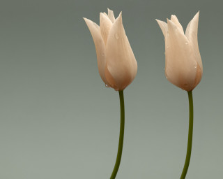 Two white flowers water droplets - 3 d free wallpaper