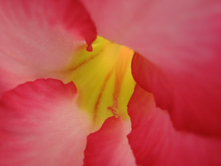 Pink flower yellow stamens macro 7 - anne geddes free wallpaper