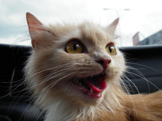 Cat open mouth tongue car 4 - a car seat free wallpaper