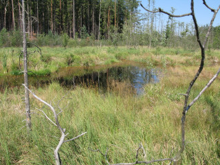 Swampy area small pond trees 3 - rutkowski free wallpaper