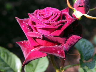Red rose water droplets petals 10 - rich deep color free wallpaper