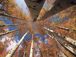 Forest autumn leaves tall trees - wide angle len free wallpaper