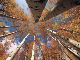 Forest autumn leaves tall trees 2 - tall tree free wallpaper