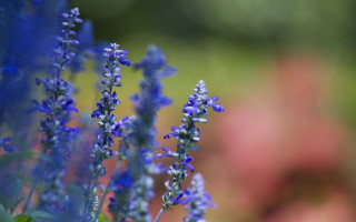 Blue flowers closeup blurry background - blurry background of flowers free wallpaper
