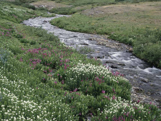 Stream lushfield wildflowers grass hillside - a lush green field free wallpaper