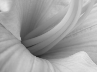Flower white center thin petals 2 - edward weston free wallpaper