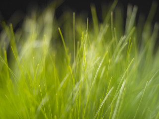 Close up green grass black 4 - a green grass free wallpaper