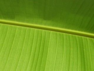 Green leaf macro photorealism classroom - the leaf free wallpaper