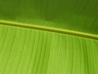 Green leaf white background black 2 - the leaf free wallpaper