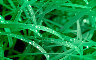 Green grass water drops macro - color field free wallpaper