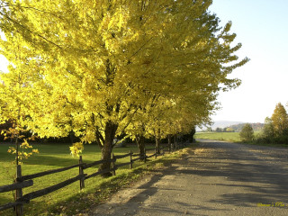 Tree lined road fence field - a fence and a field in the background free wallpaper