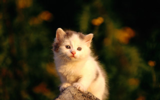 Kitten tree stump curious look 2 - free autumn wallpaper for desktop
