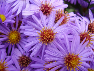 Purple flowers water droplets yellow - the center of the flower free wallpaper