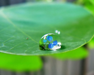 Water drop green leaf fence 2 - macro art free wallpaper