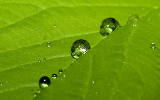 Green leaf water droplets background 8 - the leaf free wallpaper