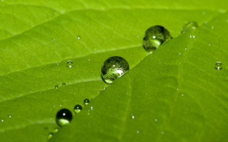 Green leaf water droplets background 5 - the leaf free wallpaper