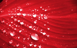 Red flower water droplets black 3 - petal free wallpaper