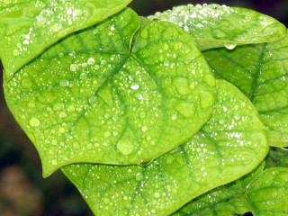 Green leaf water drops macro 29 - photorealistic imagery free wallpaper for desktop