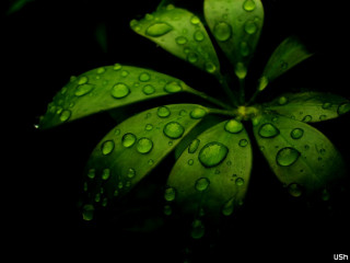 Green leaf water droplets black - a green leaf free wallpaper