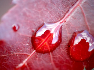 Red leaf water drops nature - a red leaf free wallpaper