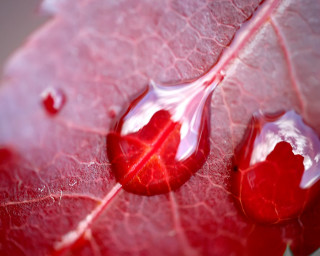 Red leaf water drops nature 2 - a red leaf free wallpaper