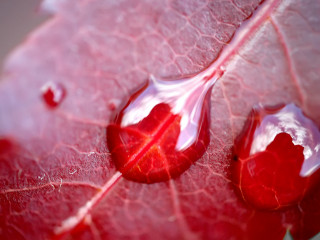 Red leaf water drops nature 5 - a red leaf free wallpaper