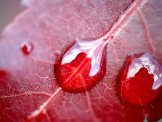 Red leaf water drops nature 4 - a red leaf free wallpaper for desktop
